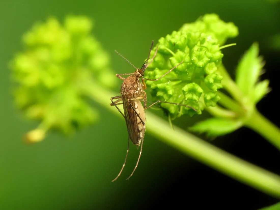 Dakota Gardener: The ‘mosquito buckets of doom’ controversy